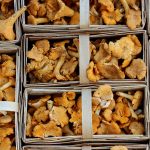 mushrooms-1623893_1920