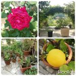 IMG-20170531-WA0006