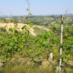 Paesaggio Roero (1)