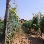 Paesaggio Roero (2)