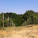 Paesaggio Roero (3)
