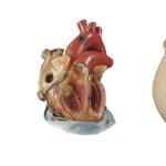 sanvalentino_2016_int